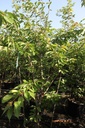 Prunus serrulata 'Shirofugen' cont. 90L 200/+ cm multi-stem