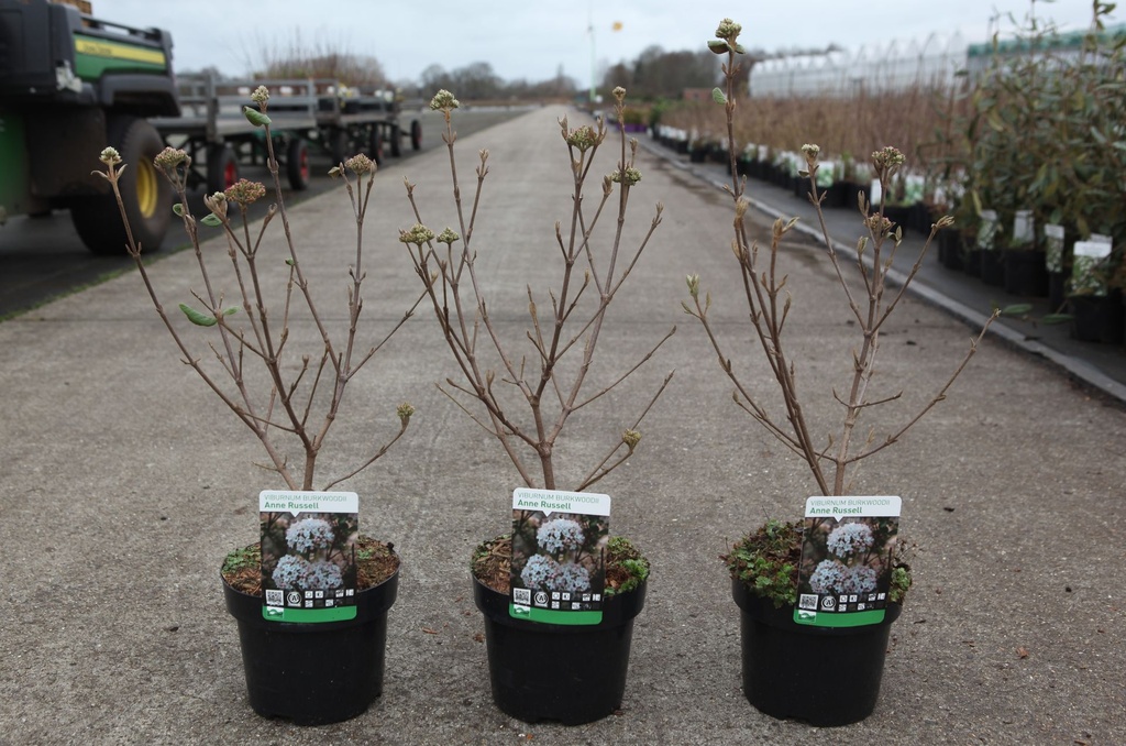Viburnum burkwoodii 'Anne Russell' cont. 3L 40/+ cm +p