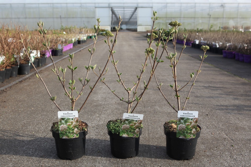 Viburnum carlcephalum cont. 3L 40/+ cm +p