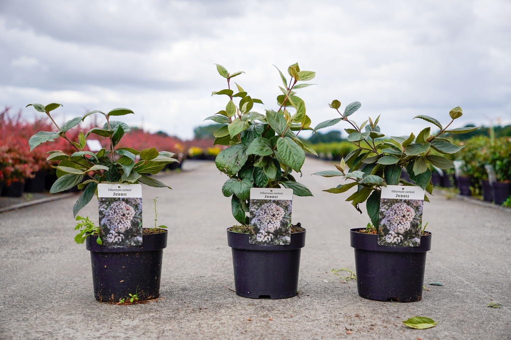 [P] Viburnum carlesii 'Juddii' cont. 3L 30-40 cm +f