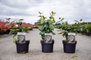 Viburnum carlesii 'Juddii' cont. 3L 30-40 cm +f