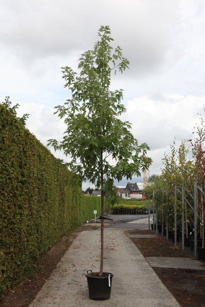 [P] Acer freemanii 'Autumn Blaze®' cont. 50L standard 12-14
