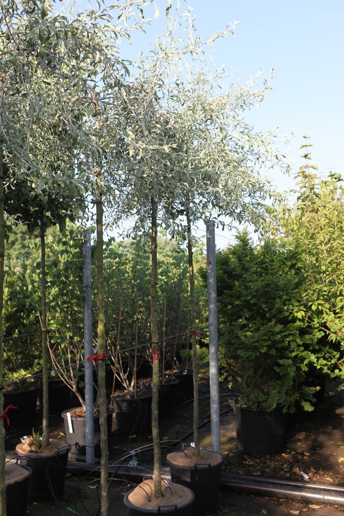 [P] Pyrus salicifolia 'Pendula' cont. 35L standard 10-12