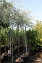 Pyrus salicifolia 'Pendula' cont. 35L standard 10-12