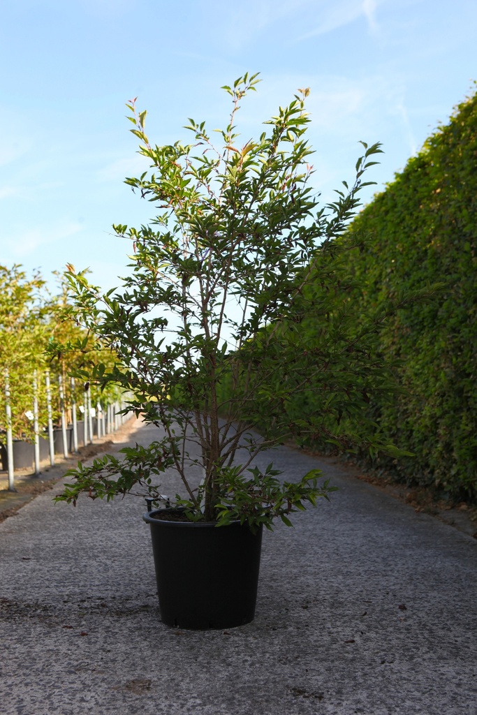 Prunus 'The Bride' cont. 30L 150/+ cm multi-stem