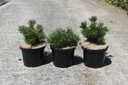 Pinus mugo 'Humpy' cont. 5L 20-25 cm