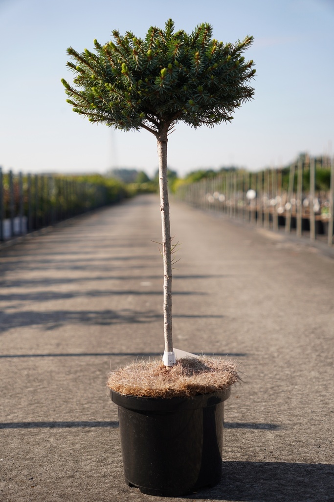 Picea omorika 'Nana' cont. 5L 40 cm stam +f