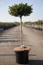 Picea omorika 'Nana' cont. 5L 40 cm standard +p