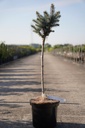 Picea pungens 'Glauca Globosa' cont. 5L 40 cm standard +p