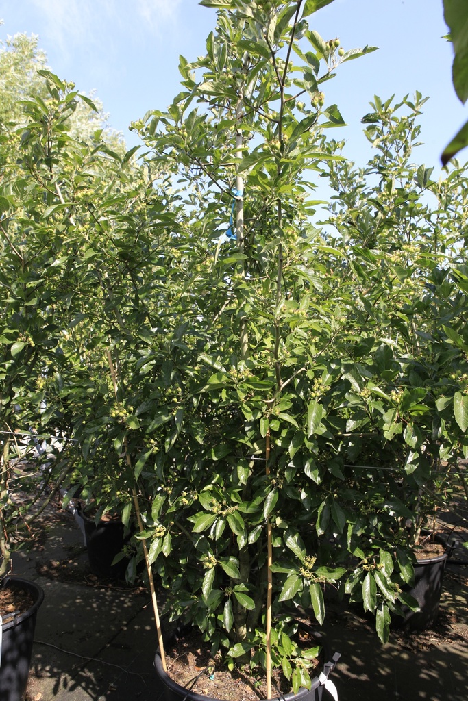 [P] Crataegus lavalleei 'Carrierei' cont. 90L 200/+ cm