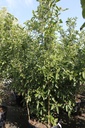 Crataegus lavalleei 'Carrierei' cont. 90L 200/+ cm