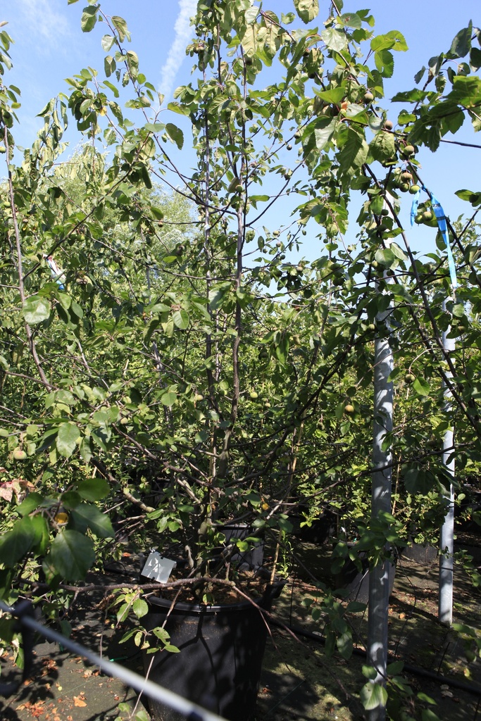 [P] Malus 'Brandy Magic' cont. 100L 250/+ cm multi-stem