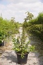 Prunus subhirtella 'Fukubana' cont. 50L 150/+ cm multi-stem