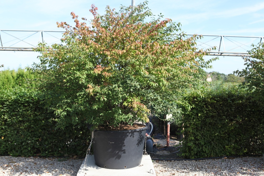 Viburnum rhytidophyllum cont. 130L 200-250 cm