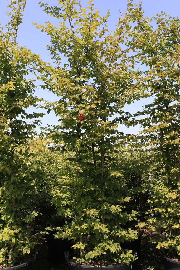 [P] Carpinus betulus cont. 160L 250/+ cm multi-stem