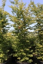 Carpinus betulus cont. 160L 250/+ cm multi-stem