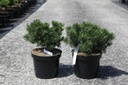 Pinus mugo 'Humpy' Kont. 7,5L 25/+ cm