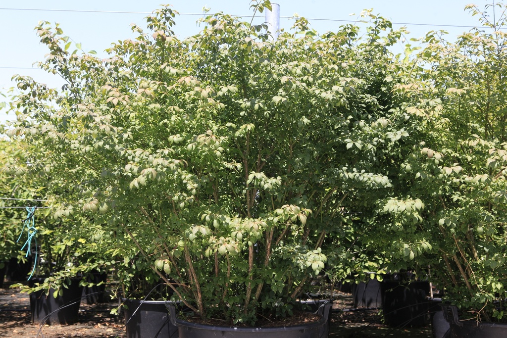 Euonymus alatus 'Compactus' cont. 130L 125-150 cm