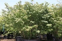 Euonymus alatus 'Compactus' cont. 130L 125-150 cm