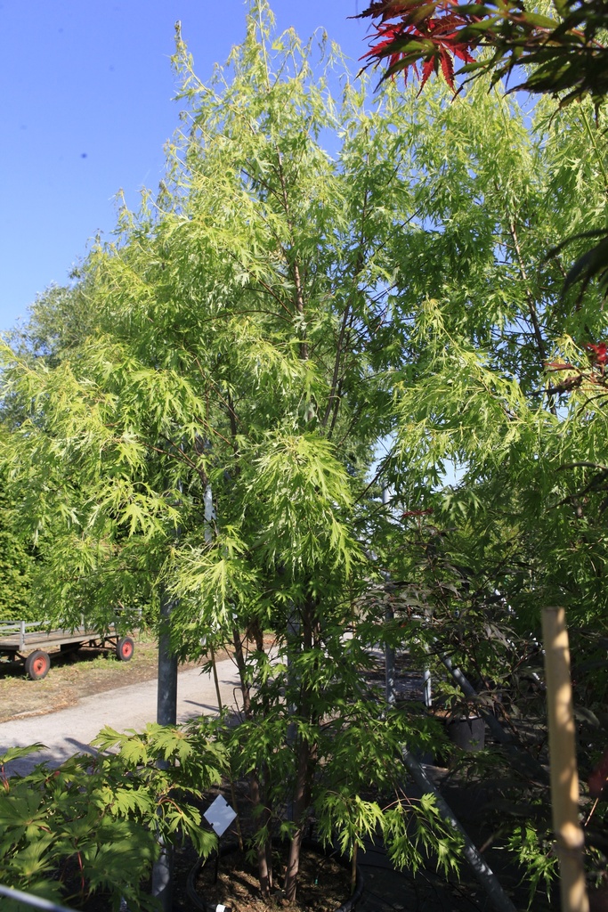 [P] Acer saccharinum 'Born's Gracious' cont. 90L 250-300 cm multi-stem