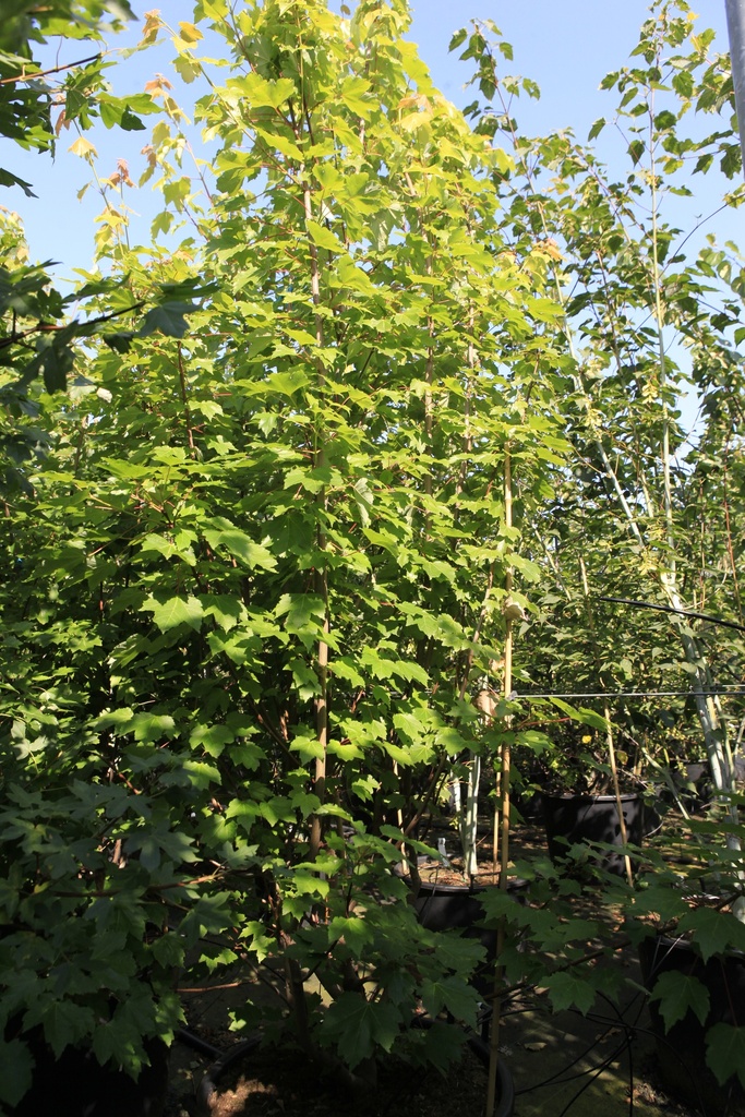 [P] Acer rubrum 'Brandywine' cont. 70L 200/+ cm multi-stem