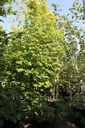 Acer rubrum 'Brandywine' cont. 70L 200/+ cm cépée
