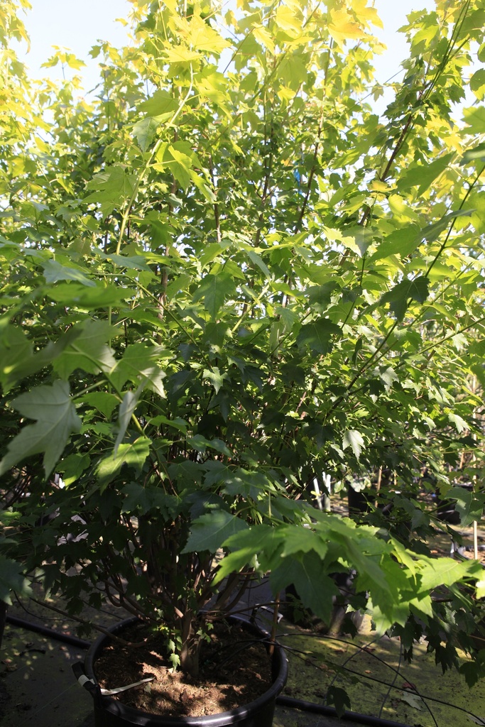 [P] Acer rubrum Red Sunset cont. 70L 250/+ cm Multistamm