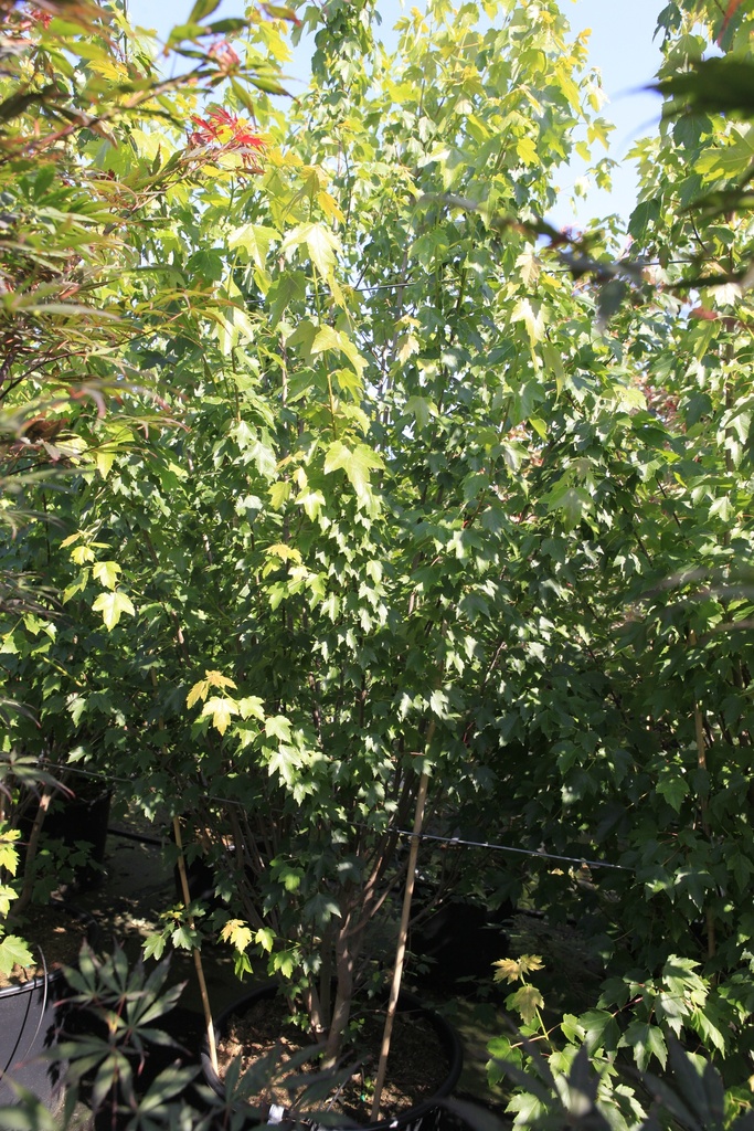 [P] Acer rubrum 'Sun Valley' cont. 90L 250/+ cm multi-stem