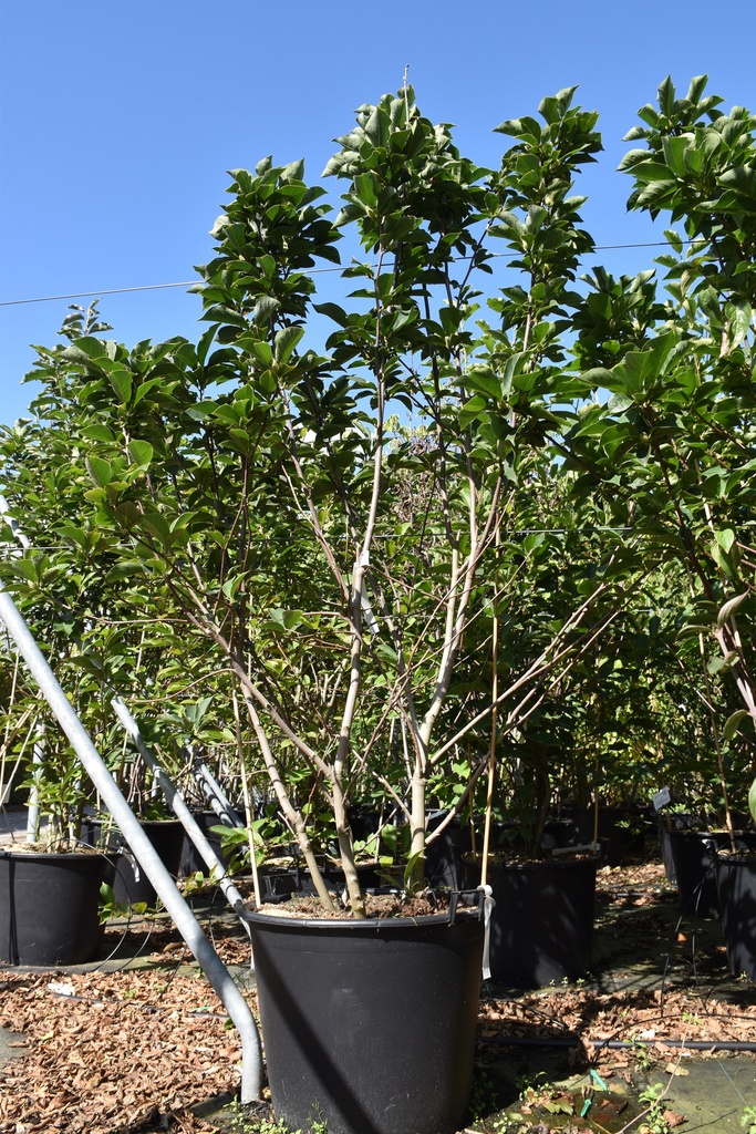 [P] Magnolia soulangeana 'Alba Superba' kont. 90L 200/+ cm