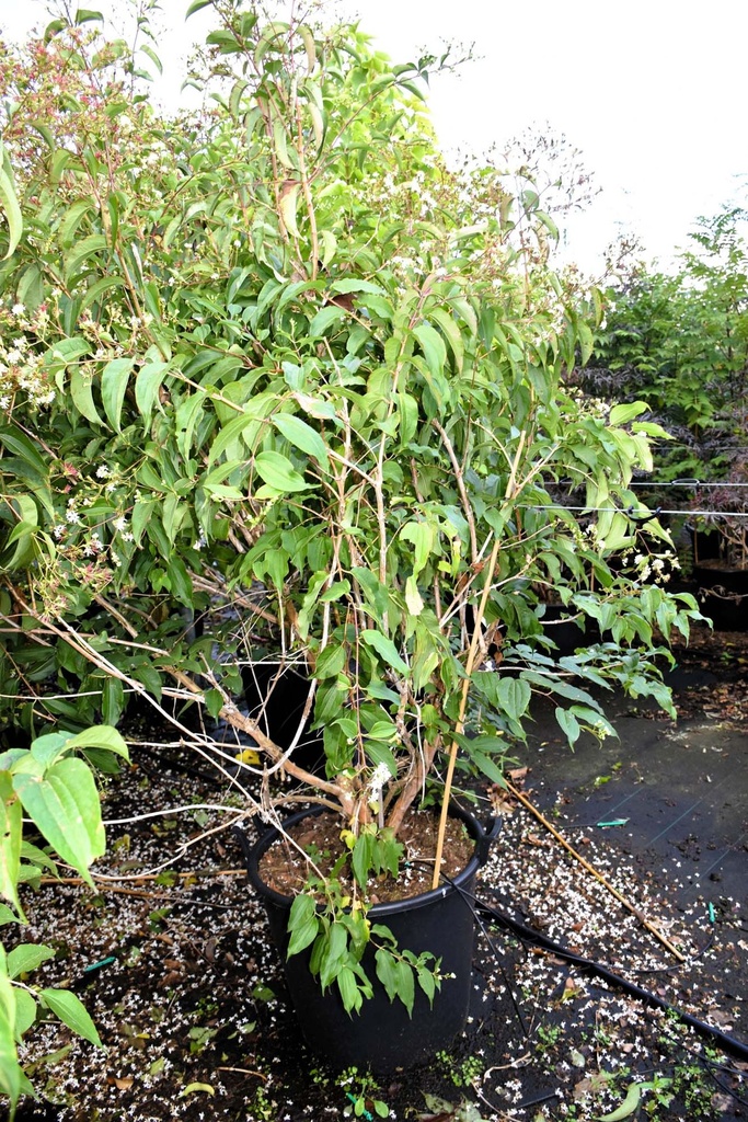 [P] Heptacodium miconioides cont. 100L 175-200 cm
