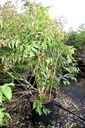 Heptacodium miconioides vaso 100L 175-200 cm