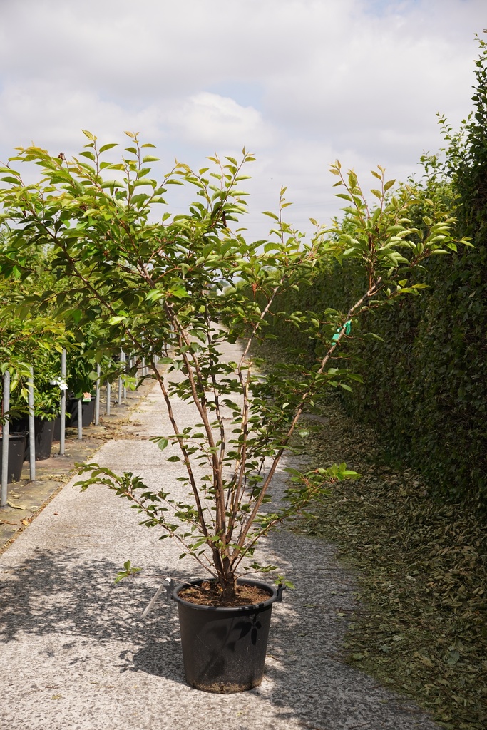 [P] Prunus 'Accolade' cont. 30L 150/+ cm multi-stem