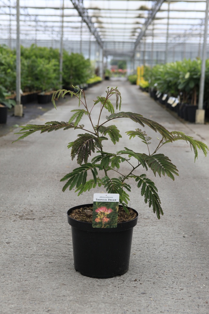 Albizia julibrissin TROPICAL DREAM (PBR) cont. 10L 60-80 cm +f