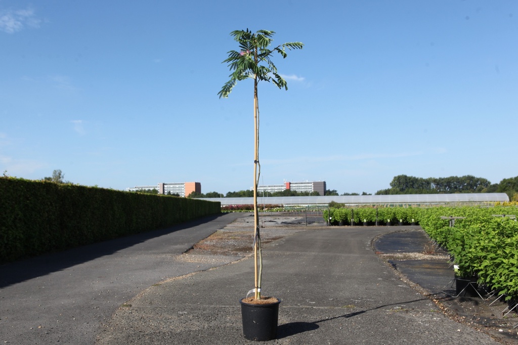 Albizia julibrissin TROPICAL DREAM (PBR) cont. 15L 180 cm stam +f