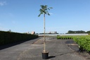 Albizia julibrissin TROPICAL DREAM (PBR) cont. 15L 180 cm stam +f