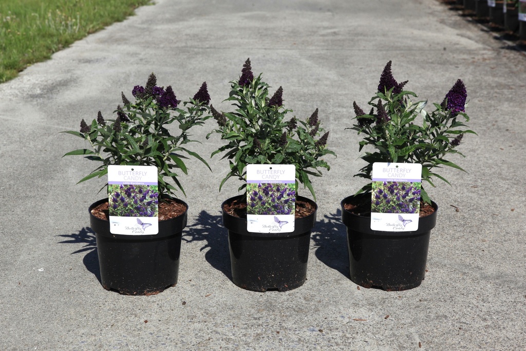 [P] Buddleja davidii Butterfly Candy® LITTLE BLACKBERRY (PBR) cont. 3,6L 25-30 cm +p