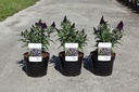 Buddleja davidii Butterfly Candy® LITTLE BLACKBERRY (PBR) cont. 3,6L 25-30 cm +f