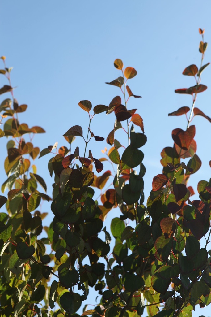 Cercidiphyllum japonicum Kont. 12L 100-125 cm +B