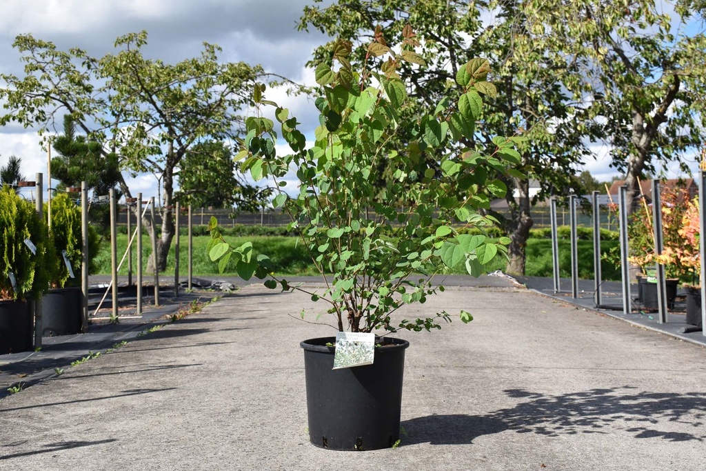 [P] Cercidiphyllum japonicum kont. 12L 100-125 cm +f