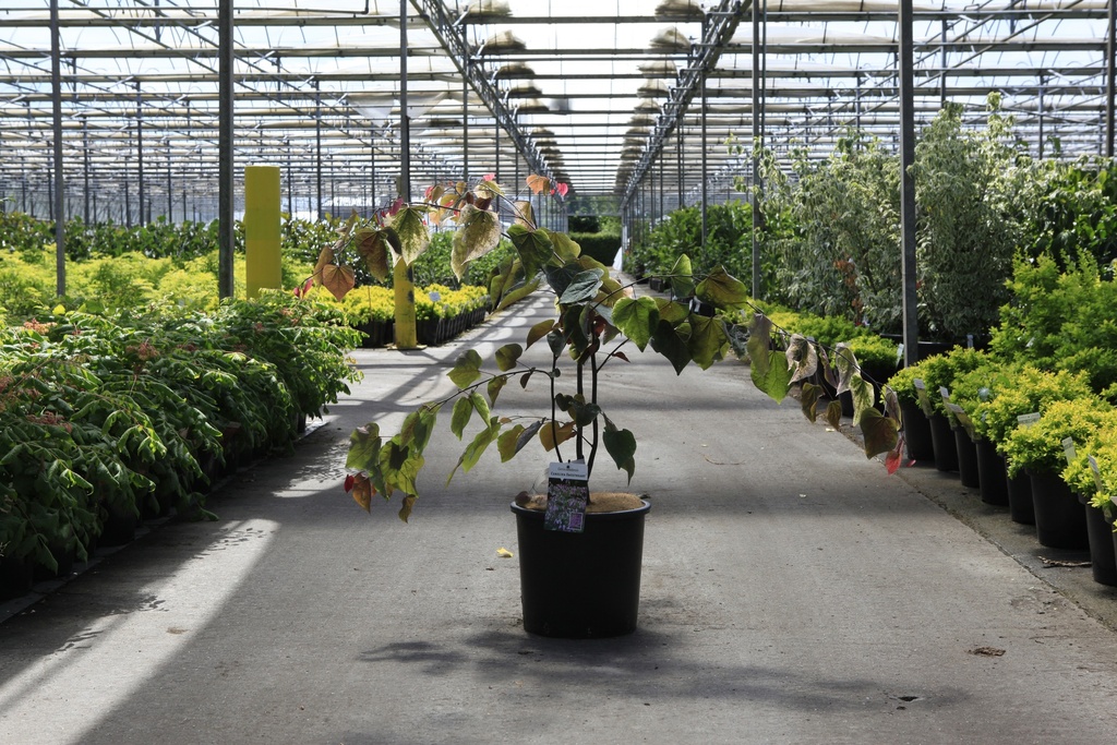 [P] Cercis canadensis CAROLINA SWEETHEART (PBR) cont. 15L 50/+ cm +f