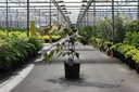 Cercis canadensis CAROLINA SWEETHEART (PBR) cont. 15L 50/+ cm +ф