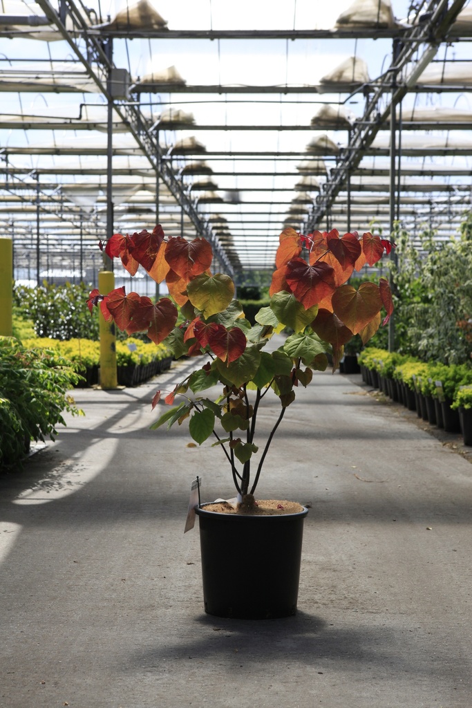 [P] Cercis canadensis ETERNAL FLAME (PBR) cont. 15L 60/+ cm +B