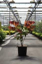 Cercis canadensis ETERNAL FLAME (PBR) cont. 15L 60/+ cm +B
