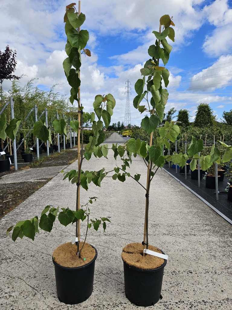 [P] Cercis canadensis 'Pink Pom Poms' cont. 15L 125-150 cm