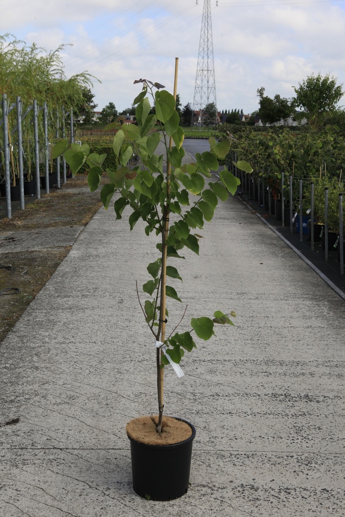 Cercis canadensis 'Pink Pom Poms' cont. 15L 125-150 cm