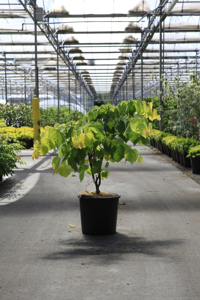 Cercis canadensis 'The Rising Sun®' cont. 15L 50/+ cm +p