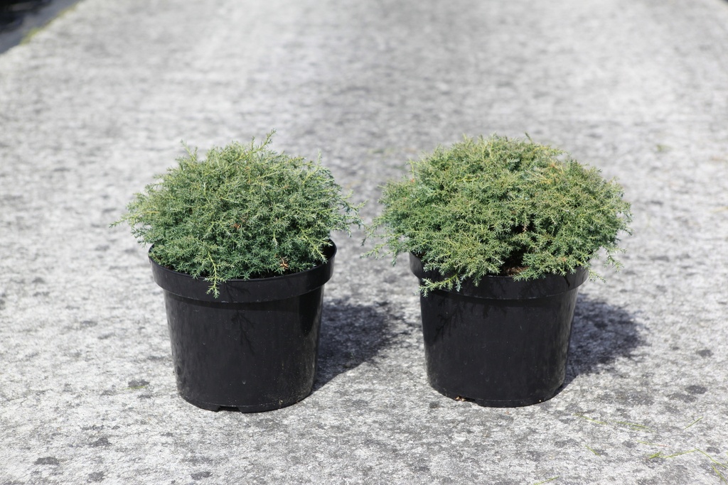 [P] Chamaecyparis pisifera 'Cumulus' cont. 7,5L 30-40 cm