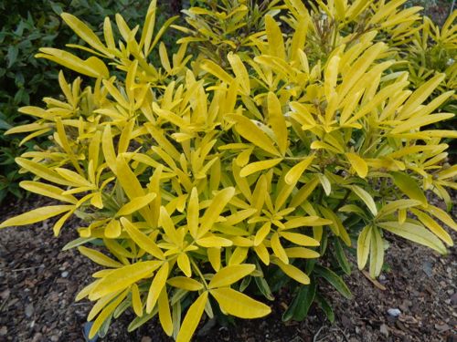 Choisya 'Aztec Gold' (PBR) cont. 7,5L 40/+ cm +p