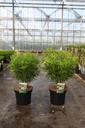 Choisya 'Aztec Gold' (PBR) cont. 7,5L 40/+ cm +f