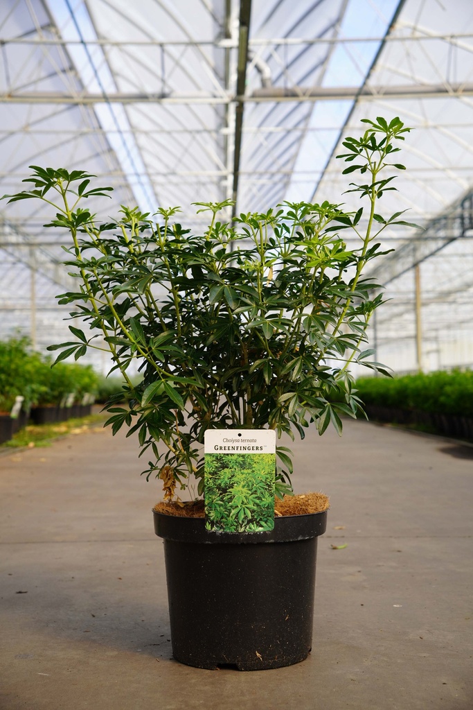 [P] Choisya ternata GREENFINGERS (PBR) cont. 7,5L 40/+ cm +f